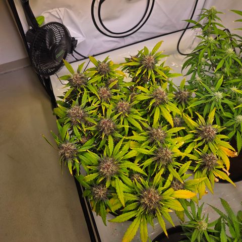 Purple Lemonade Auto Run #1 growlog timeline photo