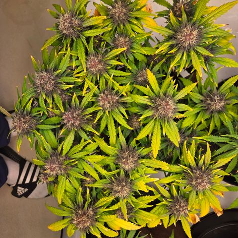 Purple Lemonade Auto Run #1 growlog timeline photo