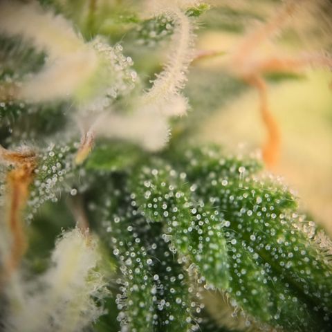 Amnesia Haze Auto Run #1 growlog timeline photo