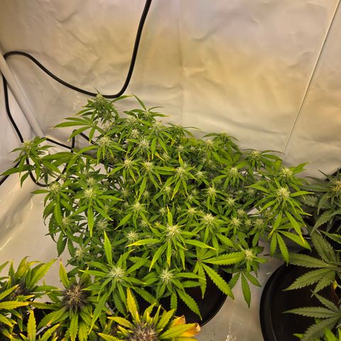 Amnesia Haze Auto Run #1 growlog timeline photo