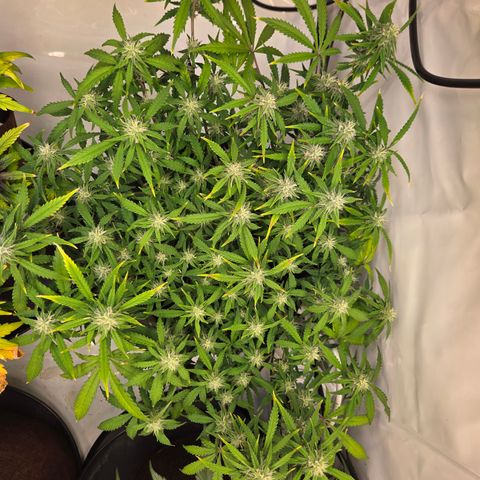 Amnesia Haze Auto Run #1 growlog timeline photo