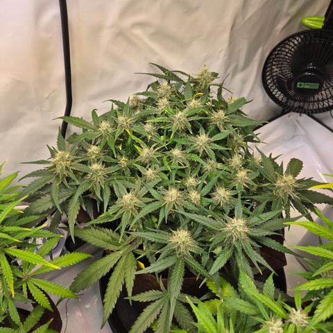 Blue Dream Auto Run #1 growlog timeline photo