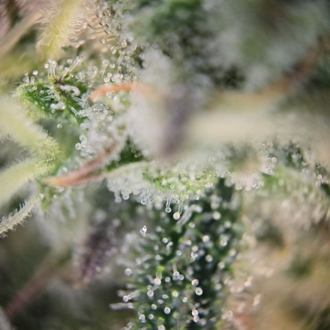 Blue Dream Auto Run #1 growlog timeline photo
