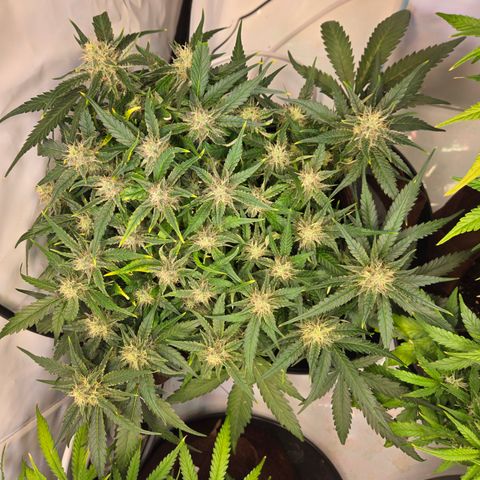 Blue Dream Auto Run #1 growlog timeline photo
