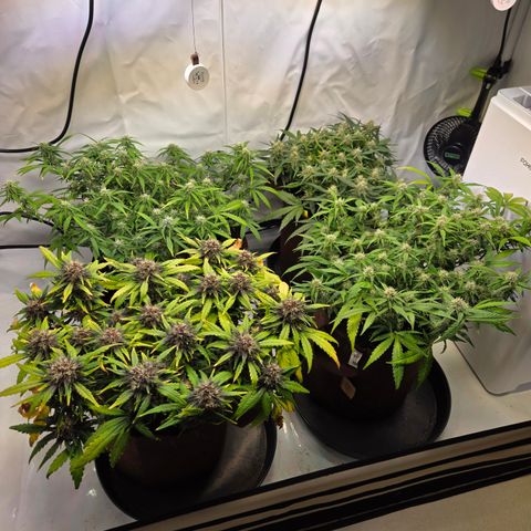 Purple Lemonade Auto Run #1 growlog timeline photo
