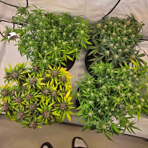 Purple Lemonade Auto Run #1 growlog timeline photo