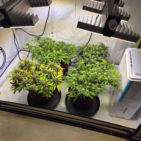 Purple Lemonade Auto Run #1 growlog timeline photo