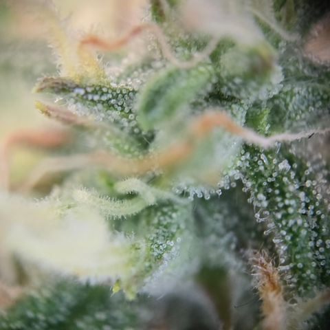 Gorilla Auto Run #1 growlog timeline photo