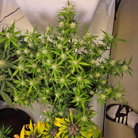 Gorilla Auto Run #1 growlog timeline photo