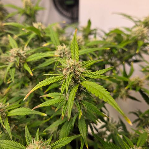Gorilla Auto Run #1 growlog timeline photo
