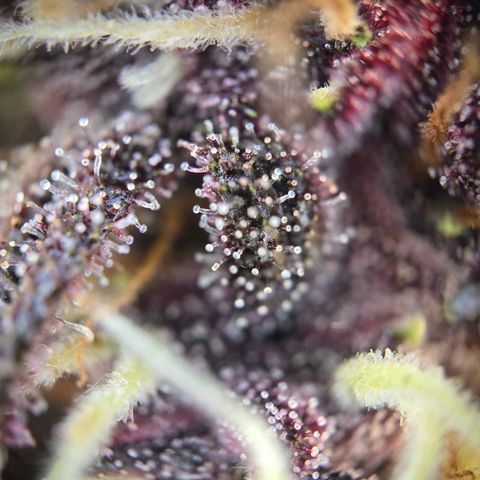 Purple Lemonade Auto Run #1 growlog timeline photo