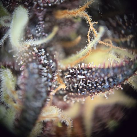 Purple Lemonade Auto Run #1 growlog timeline photo