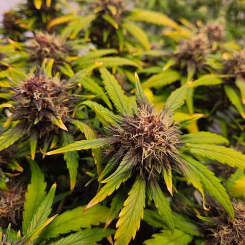 Purple Lemonade Auto Run #1 growlog timeline photo