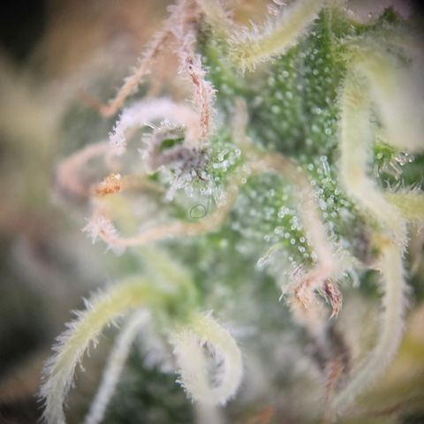 Blue Dream Auto Run #1 growlog timeline photo