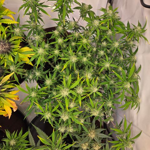 Amnesia Haze Auto Run #1 growlog timeline photo