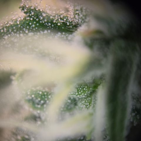Amnesia Haze Auto Run #1 growlog timeline photo