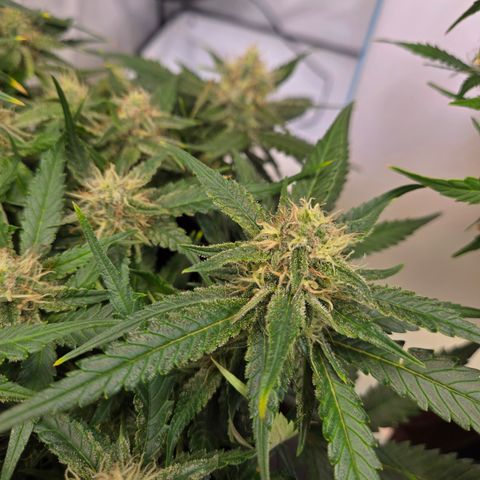 Blue Dream Auto Run #1 growlog timeline photo