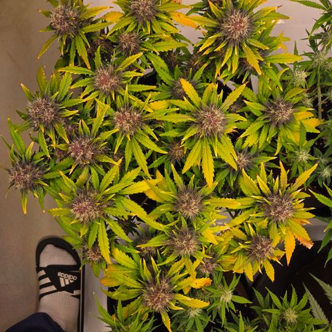 Purple Lemonade Auto Run #1 growlog timeline photo