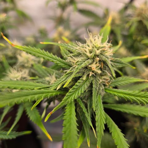Amnesia Haze Auto Run #1 growlog timeline photo