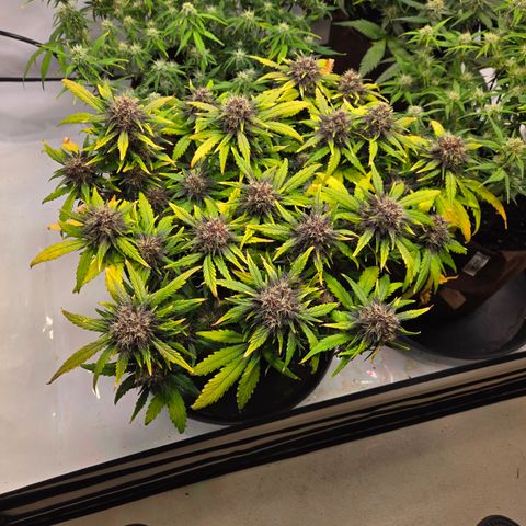 Purple Lemonade Auto Run #1 growlog timeline photo
