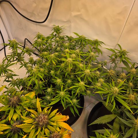 Amnesia Haze Auto Run #1 growlog timeline photo