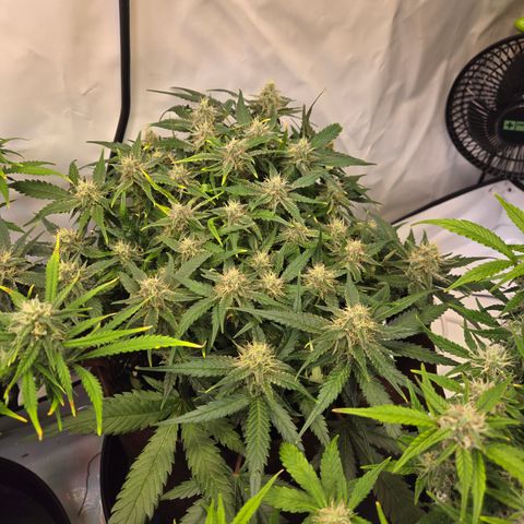 Blue Dream Auto Run #1 growlog timeline photo