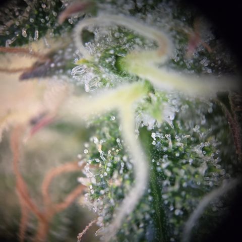 Blue Dream Auto Run #1 growlog timeline photo