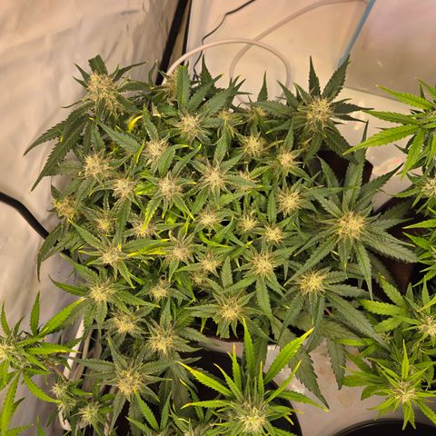Blue Dream Auto Run #1 growlog timeline photo