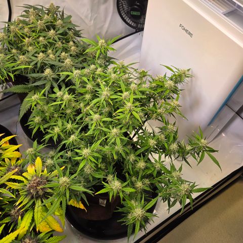 Gorilla Auto Run #1 growlog timeline photo