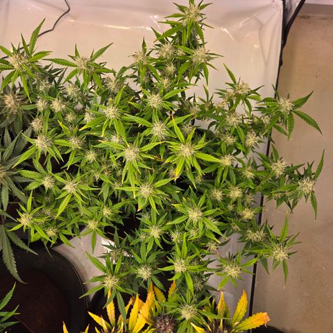 Gorilla Auto Run #1 growlog timeline photo