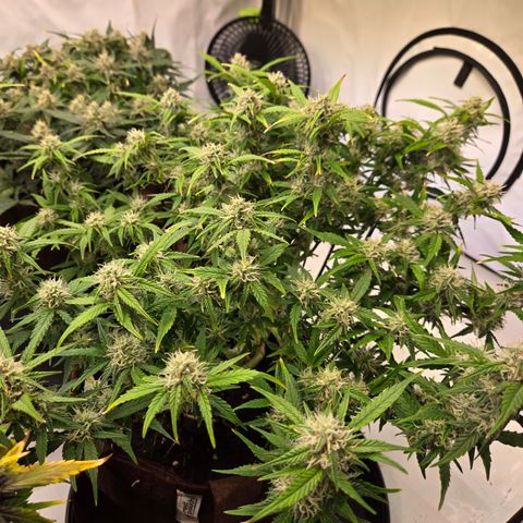 Gorilla Auto Run #1 growlog timeline photo