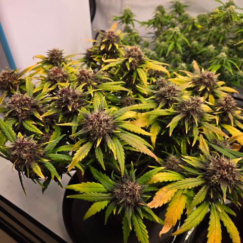 Purple Lemonade Auto Run #1 growlog timeline photo