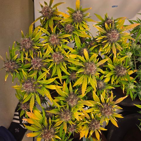 Purple Lemonade Auto Run #1 growlog timeline photo