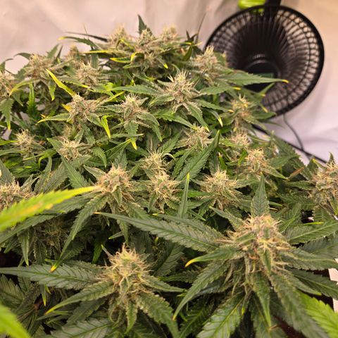 Blue Dream Auto Run #1 growlog timeline photo
