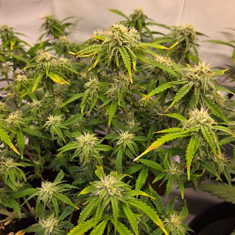 Amnesia Haze Auto Run #1 growlog timeline photo