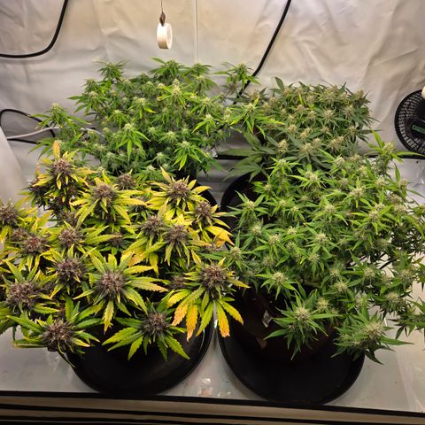 Purple Lemonade Auto Run #1 growlog timeline photo