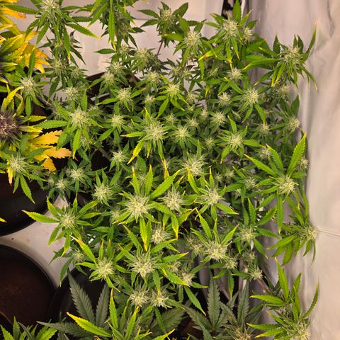Amnesia Haze Auto Run #1 growlog timeline photo