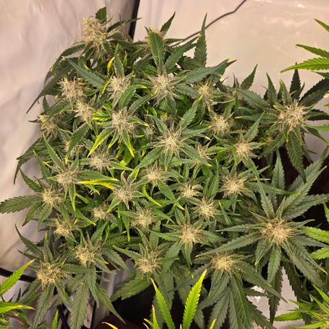 Blue Dream Auto Run #1 growlog timeline photo
