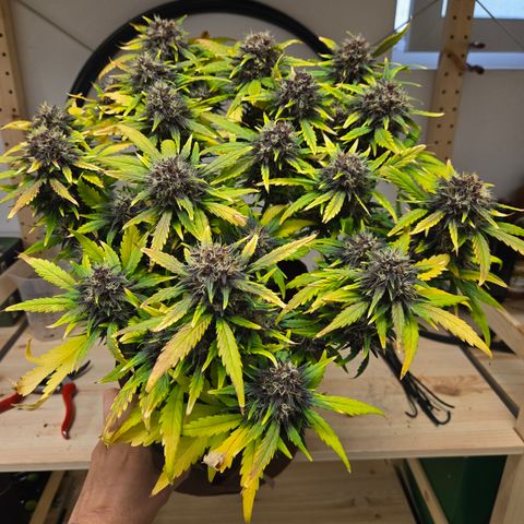 Purple Lemonade Auto Run #1 growlog timeline photo