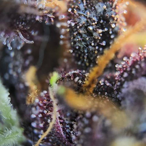 Purple Lemonade Auto Run #1 growlog timeline photo