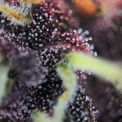 Purple Lemonade Auto Run #1 growlog timeline photo