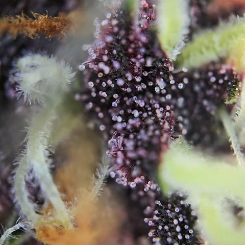 Purple Lemonade Auto Run #1 growlog timeline photo