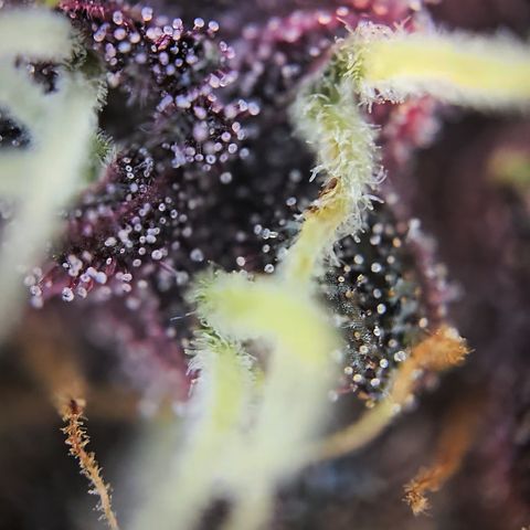 Purple Lemonade Auto Run #1 growlog timeline photo