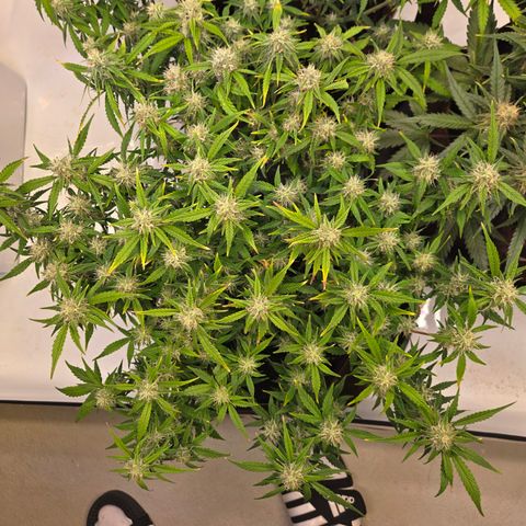 Gorilla Auto Run #1 growlog timeline photo
