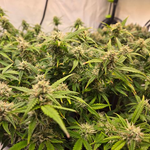Gorilla Auto Run #1 growlog timeline photo