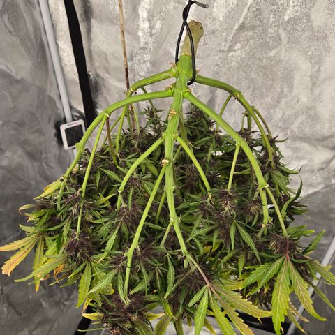 Purple Lemonade Auto Run #1 growlog timeline photo