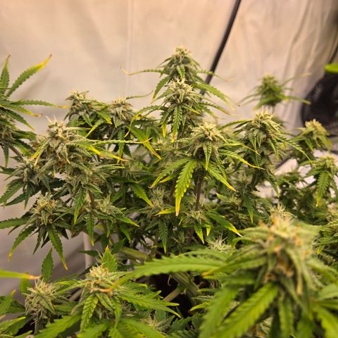 Amnesia Haze Auto Run #1 growlog timeline photo
