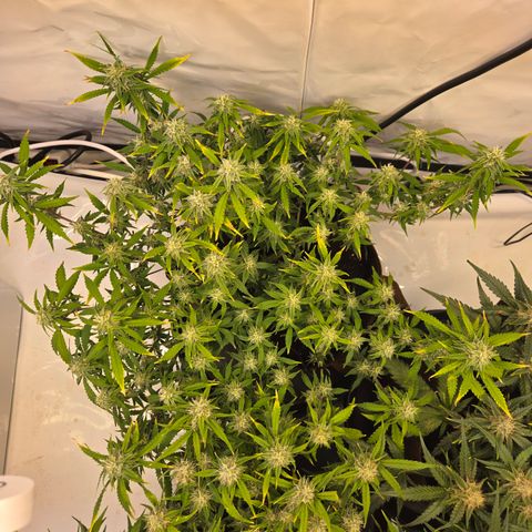 Amnesia Haze Auto Run #1 growlog timeline photo