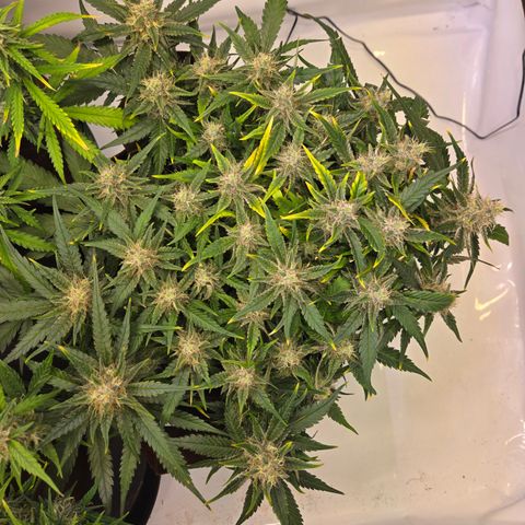 Blue Dream Auto Run #1 growlog timeline photo