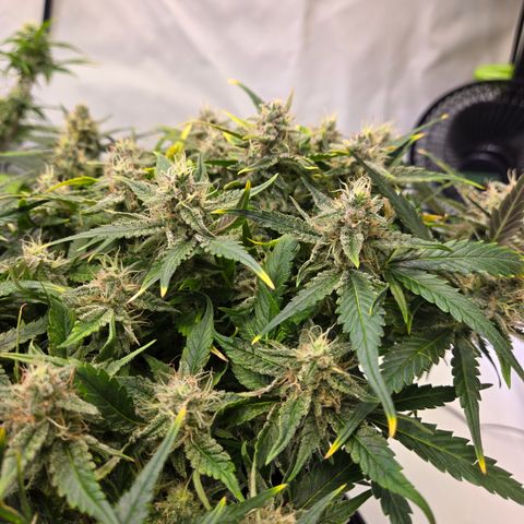 Blue Dream Auto Run #1 growlog timeline photo